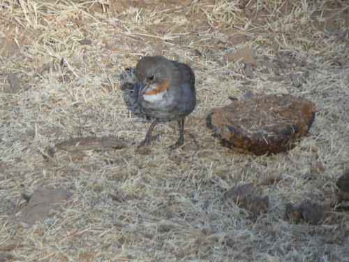 White-throated Towhee (Melozone albicollis), photo 5