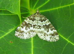 Electrophaes corylata