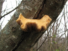 Pholiota heteroclita