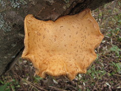 Pholiota heteroclita