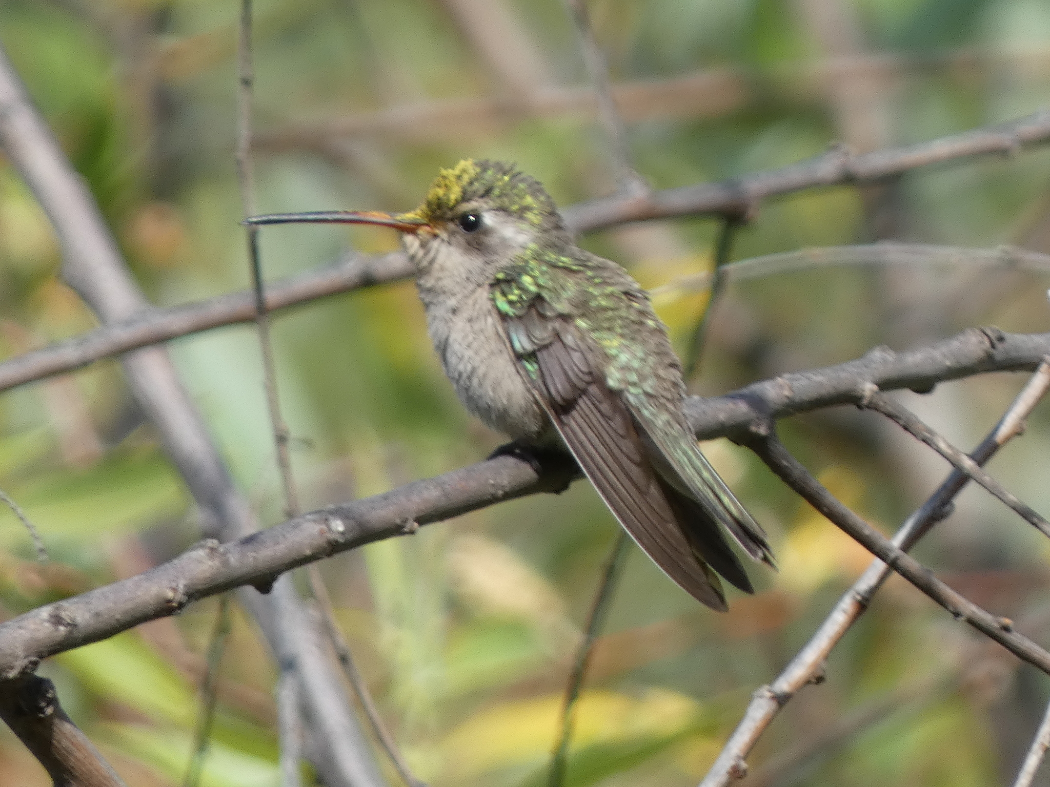 Dusky Hummingbird (Phaeoptila sordida), photo 1