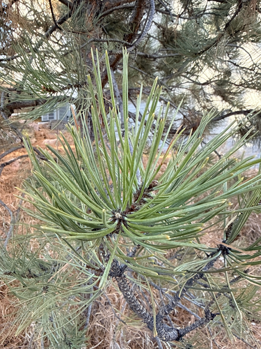 Rocky Mountains Ponderosa-Kiefer