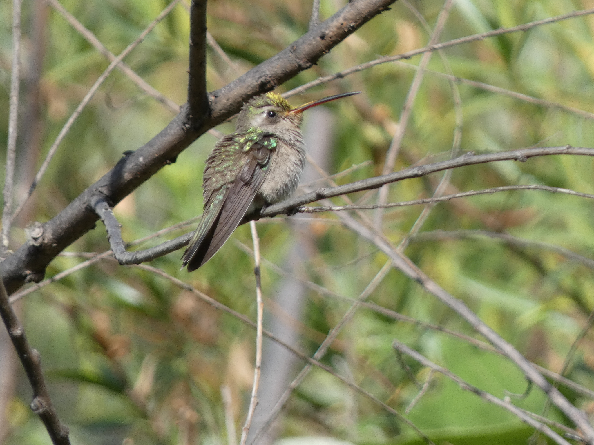 Dusky Hummingbird (Phaeoptila sordida), photo 2