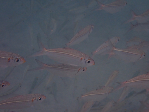 Loose-scaled sardine (Harengula humeralis) — Clupeidae — 5