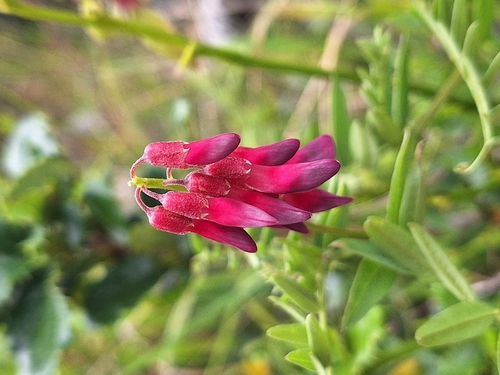 Vicia nigricans, photograph 4