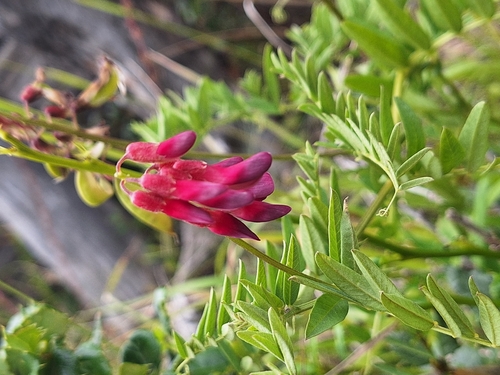 Vicia nigricans, photograph 5