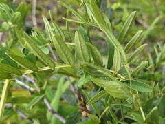 Vicia nigricans, photograph (c) Rocío Esmeralda Pose, some rights reserved (CC BY)
