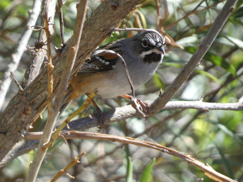 Bridled Sparrow (Peucaea mystacalis), photo 2