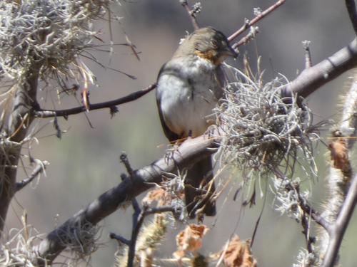 White-throated Towhee (Melozone albicollis), photo 2