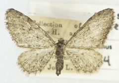 Eupithecia lachrymosa