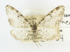 Eupithecia nevadata
