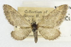 Eupithecia nimbicolor