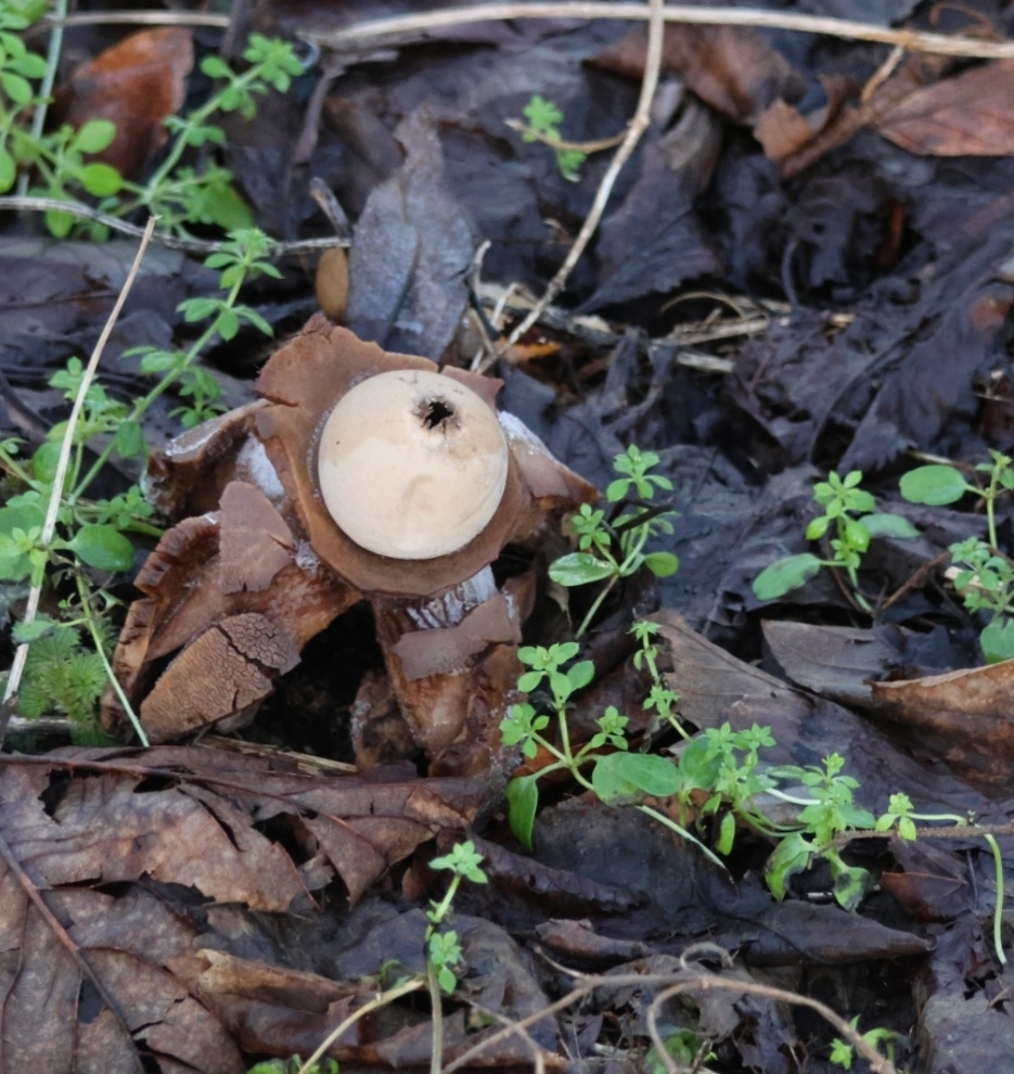 Geastrum michelianum · January 2026 · photo: © ikelman (iNaturalist, cc0)