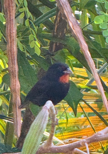 Lesser Antillean Bullfinch (Loxigilla noctis), photo 3
