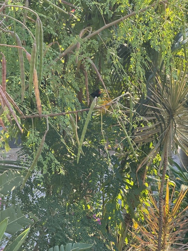 Lesser Antillean Bullfinch (Loxigilla noctis), photo 4
