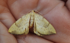 Gandaritis pyraliata