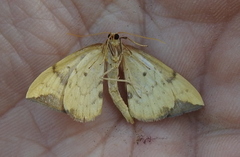 Gandaritis pyraliata
