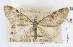 Eupithecia niveifascia