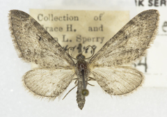Eupithecia sierrae