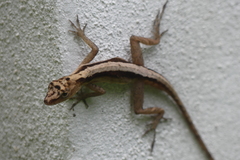 Anolis cupreus
