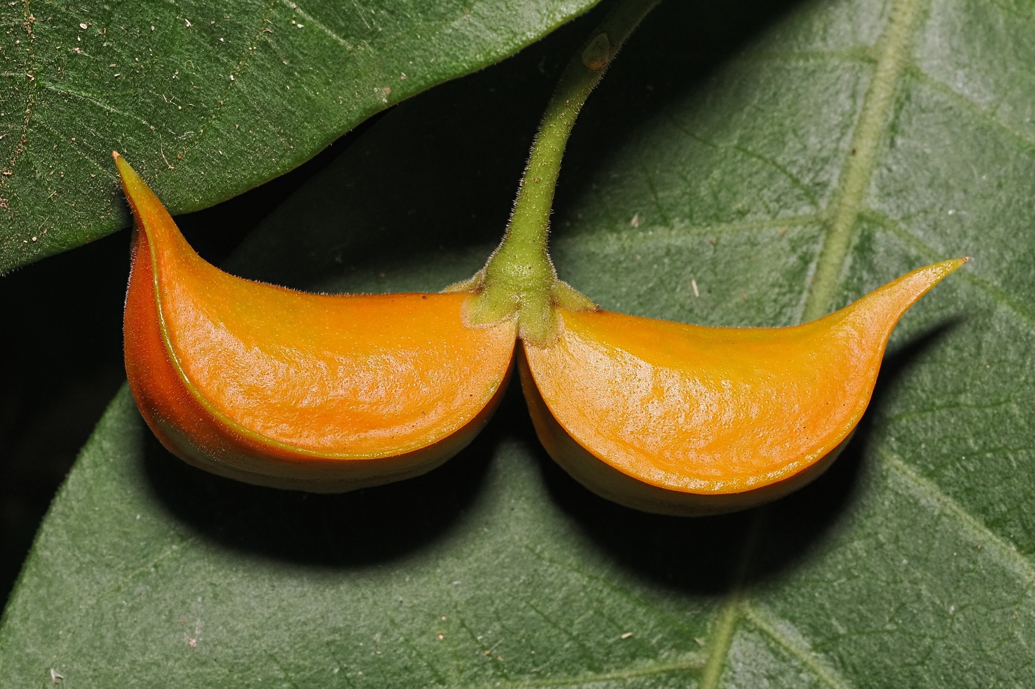 Eastern Gondola Bush (Tabernaemontana orientalis)
