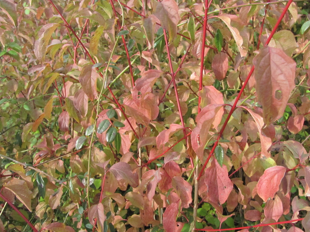Cornus sanguinea, Barcouço, Mealhada, 3050, Portugal