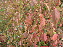 Roter Hartriegel (Cornus sanguinea): Herkunft und Verwendung — Foto 2