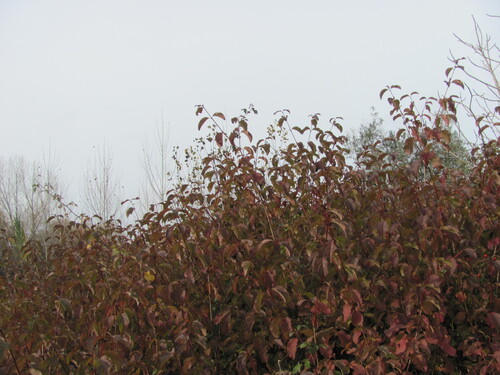 Cornus sanguinea