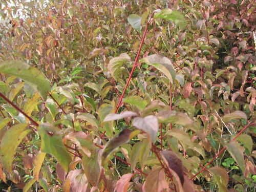 Cornus sanguinea