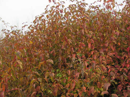 Cornus sanguinea
