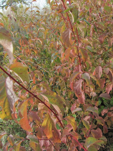 Cornus sanguinea