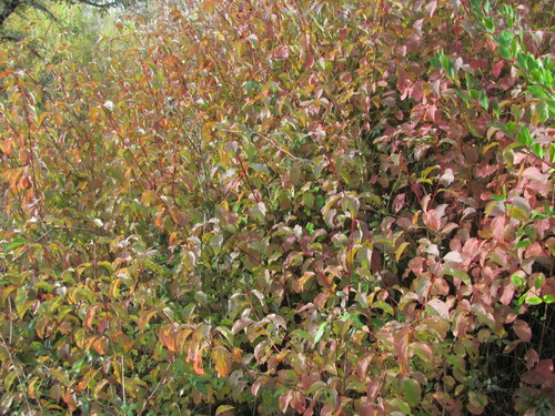 Cornus sanguinea