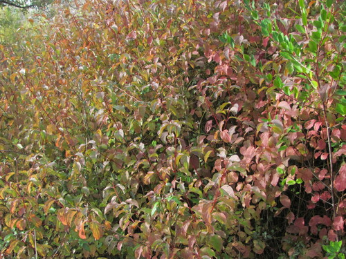 Cornus sanguinea