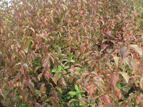 Cornus sanguinea