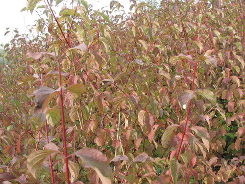 Cornus sanguinea