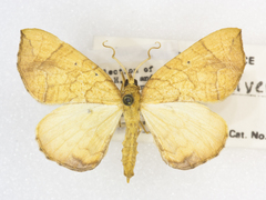 Eulithis diversilineata