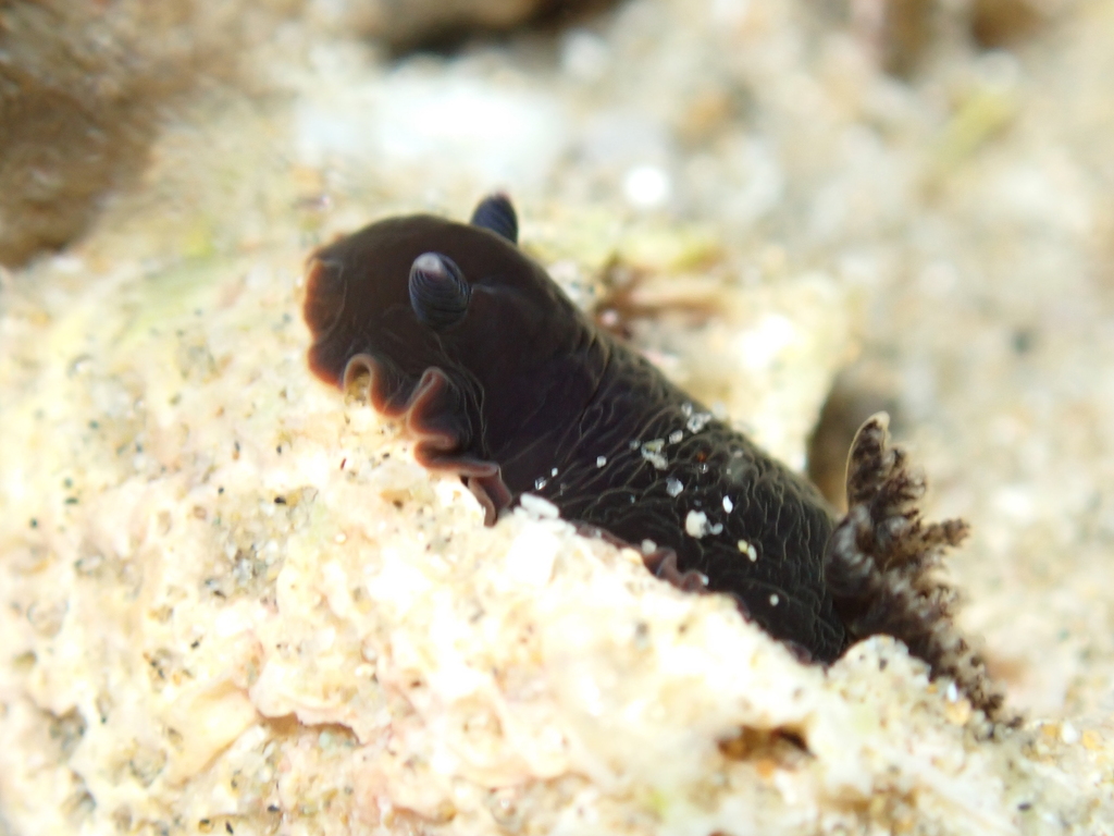 Bushy-gilled Sucking Dorid