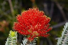(c) James (Jim) Duggan, some rights reserved (CC BY-SA) Melaleuca velutina, photograph (c) James (Jim) Duggan, some rights reserved (CC BY-SA)