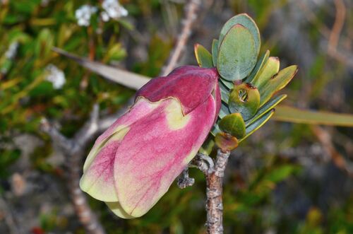 Pimelea physodes, photograph 1