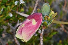 Pimelea physodes, photograph (c) James (Jim) Duggan, some rights reserved (CC BY-SA)
