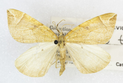 Eulithis testata