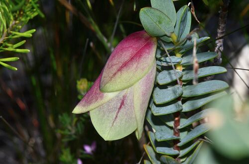 Qualup Bell (Pimelea physodes)