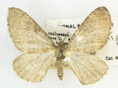 Monostoecha semipectinata