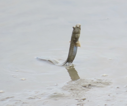 Walking goby (Scartelaos histophorus) — Gobiidae — 2