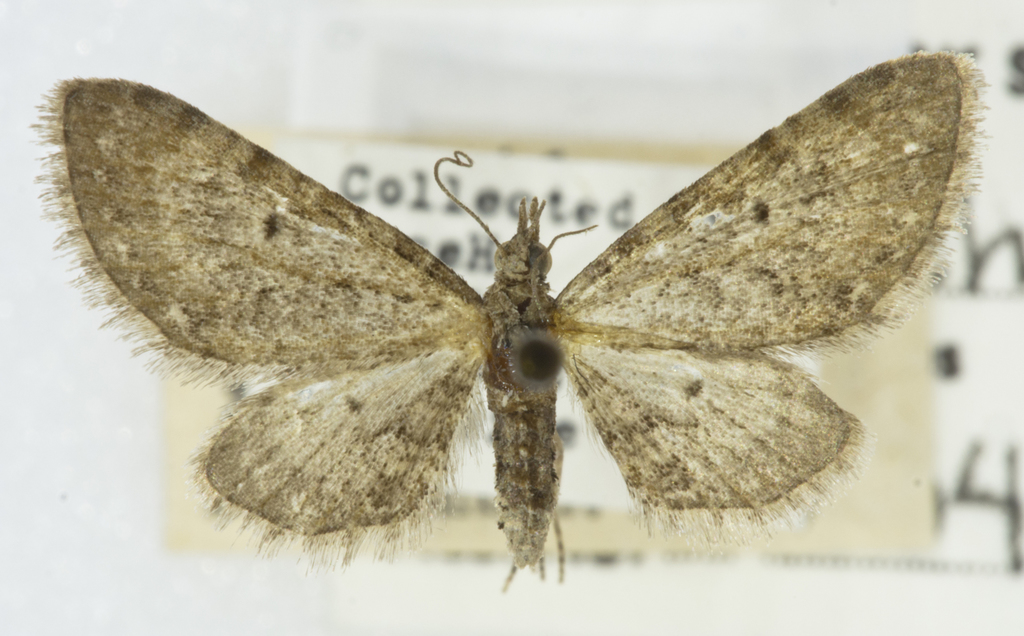 Nasusina minuta