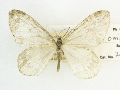 Epirrita autumnata omissa