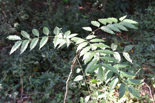 Glassywood (Astronium graveolens)