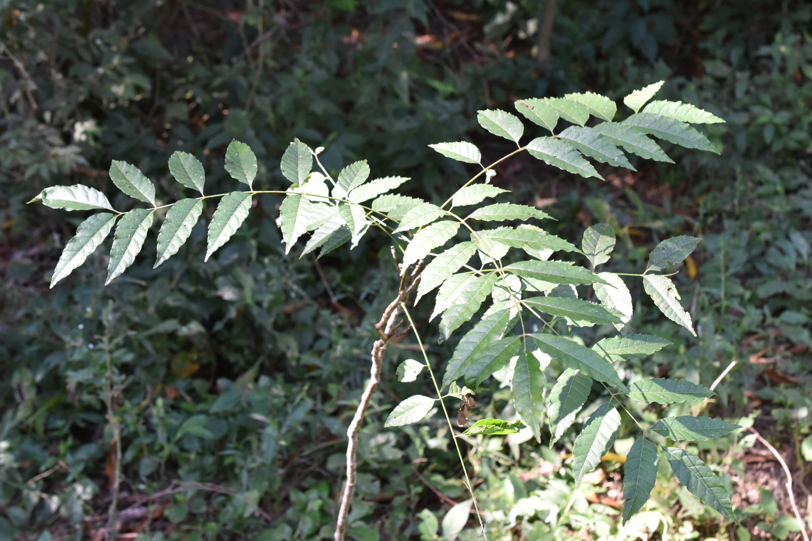 Glassywood (Astronium graveolens)