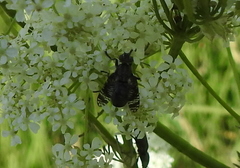 Platystoma
