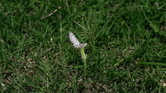 Leptotes cassius cassius